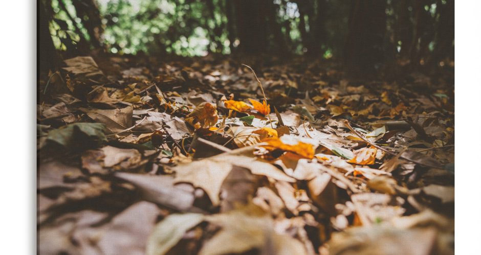 ΛΟΥΛΟΥΔΙΑ - FLORAL - Φύλλα στρωμένα στο φθινοπωρινό δάσος