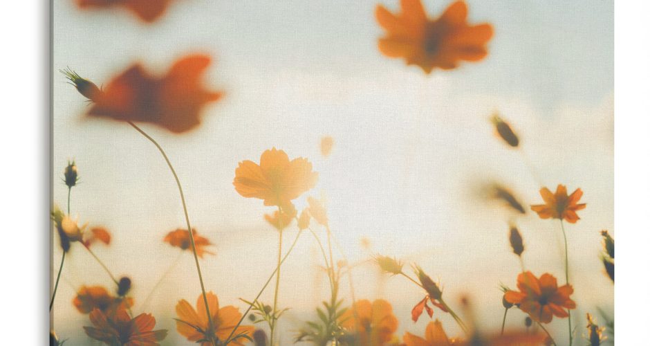canvas - Άνθη στον ήλιο