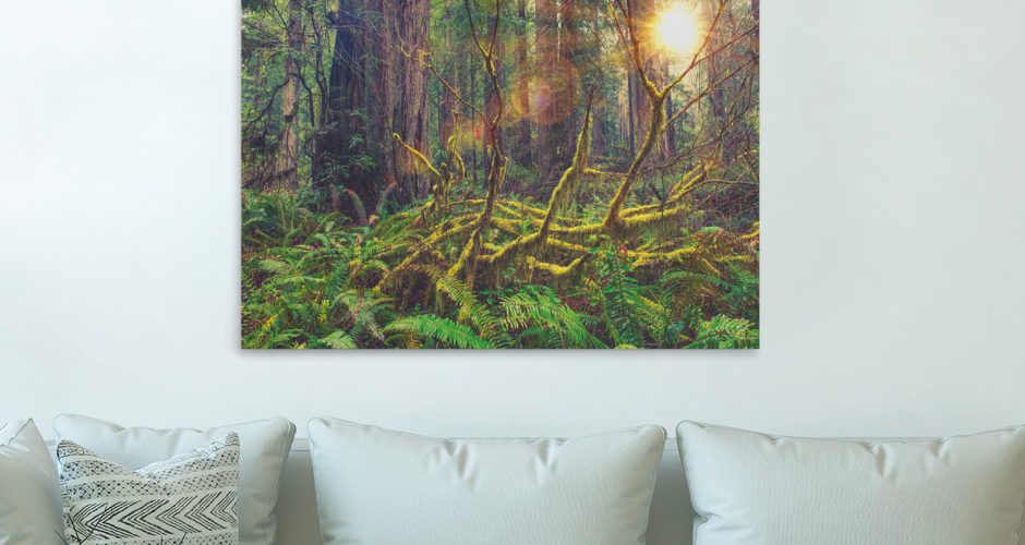 Πίνακες - Redwood Rainforest