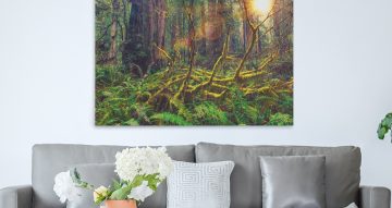 canvas - Redwood Rainforest