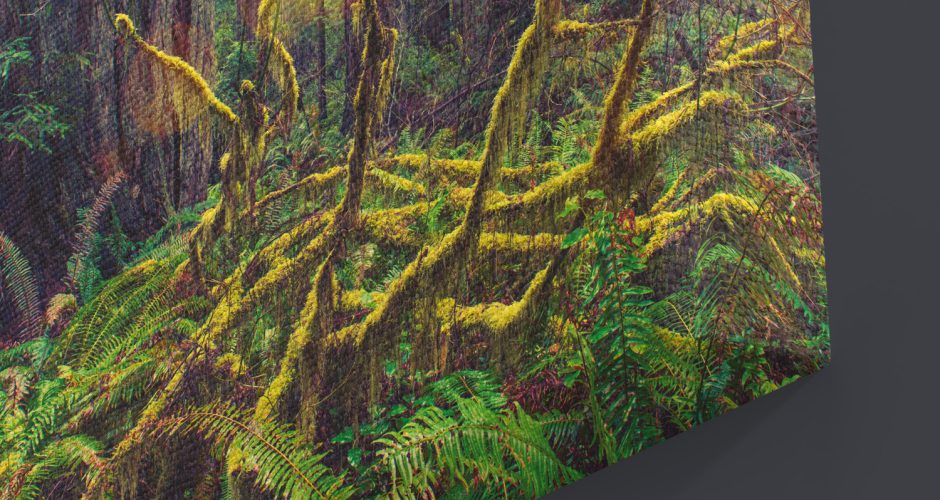 Πίνακες - Redwood Rainforest