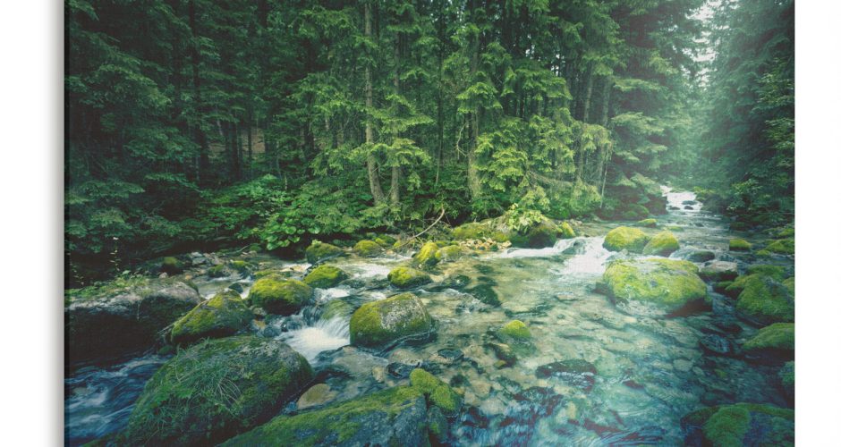 canvas - Ποτάμι σε καταπράσινο σκηνικό στο δάσος