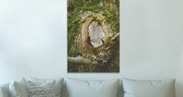 canvas - Κομμένο αιωνόβιο δέντρο