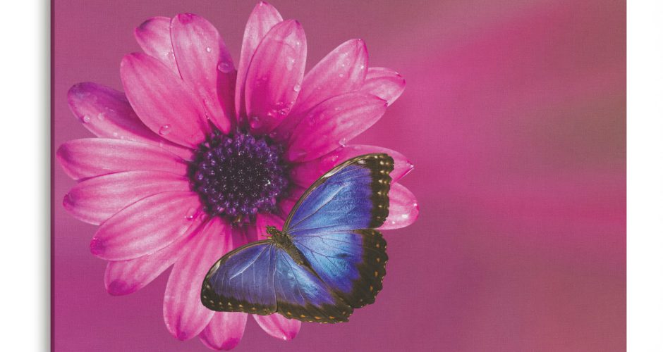canvas - Μια μπλε πεταλούδα σε ένα άνθος