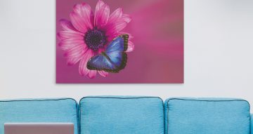 canvas - Μια μπλε πεταλούδα σε ένα άνθος