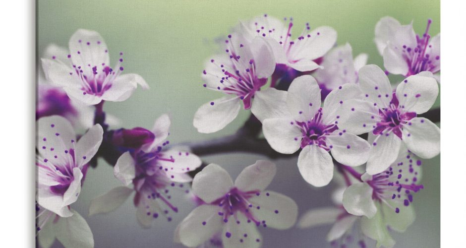 ΛΟΥΛΟΥΔΙΑ - FLORAL - Υπέροχα άνθη αμυγδαλιάς