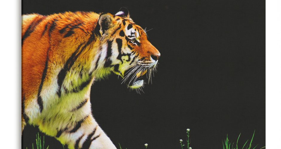 canvas - Το βήμα της τίγρης σε μαύρο background