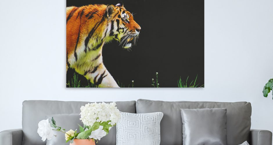 canvas - Το βήμα της τίγρης σε μαύρο background