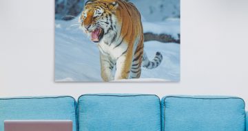 canvas - Αγριεμένη τίγρης στα χιόνια
