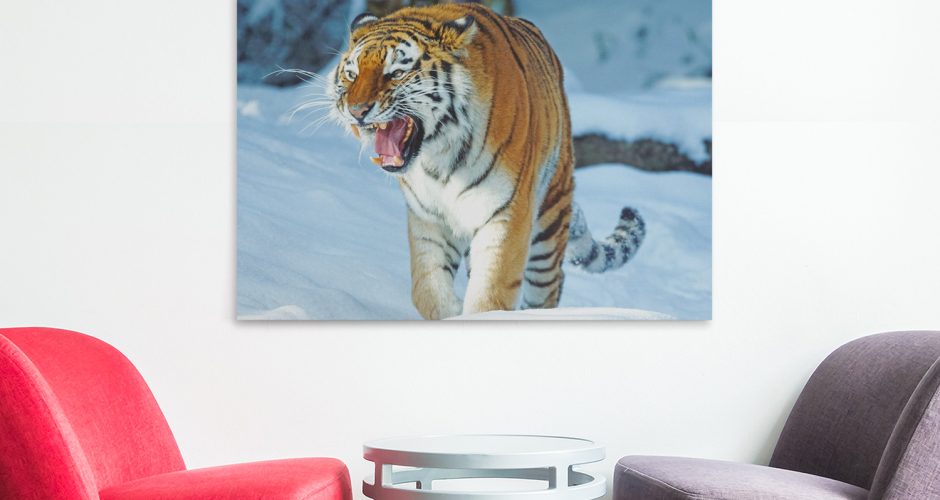 ΖΩΑ - Αγριεμένη τίγρης στα χιόνια