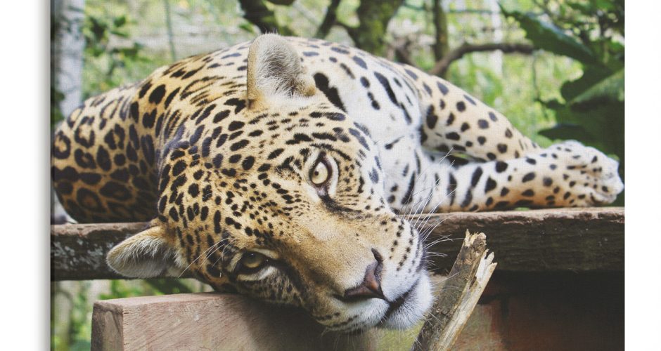 canvas - Ένα Jaguar σε κοντινό πλάνο