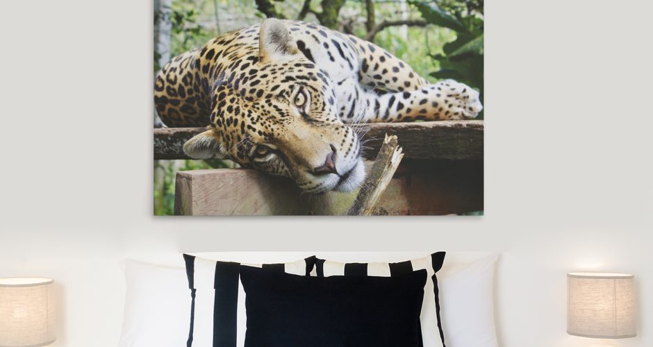 canvas - Ένα Jaguar σε κοντινό πλάνο