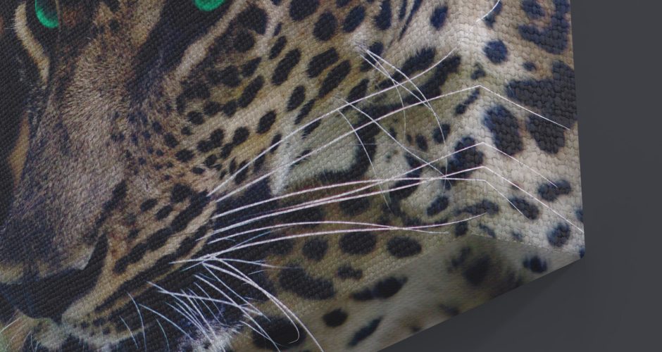 ΖΩΑ - Το βλέμμα ενός Jaguar