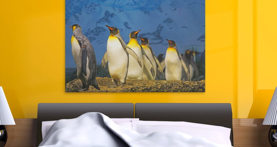 ΖΩΑ - Αυτοκρατορικοί πιγκουίνοι