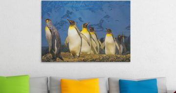 canvas - Αυτοκρατορικοί πιγκουίνοι