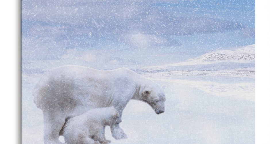 ΖΩΑ - Πολική αρκούδα με το μικρό της