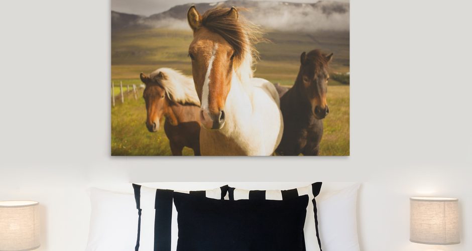 ΖΩΑ - Άλογα στην Ισλανδία