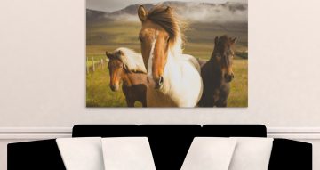 canvas - Άλογα στην Ισλανδία