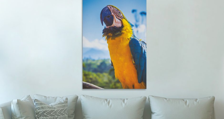 canvas - Παπαγάλος σε κοντινό πλάνο