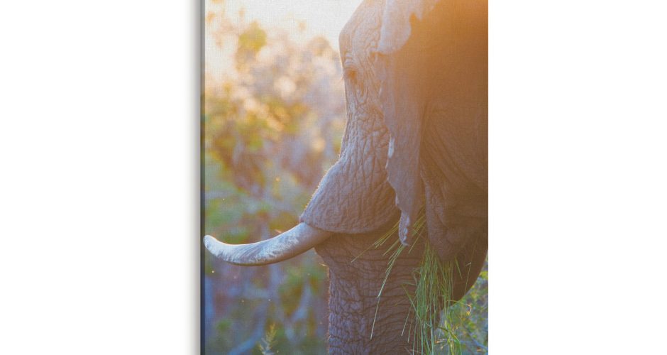 canvas - Ελέφαντας στο ηλιοβασίλεμα
