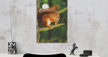 ΖΩΑ - Σκιουράκι τρώει το φυστίκι του στο δέντρο