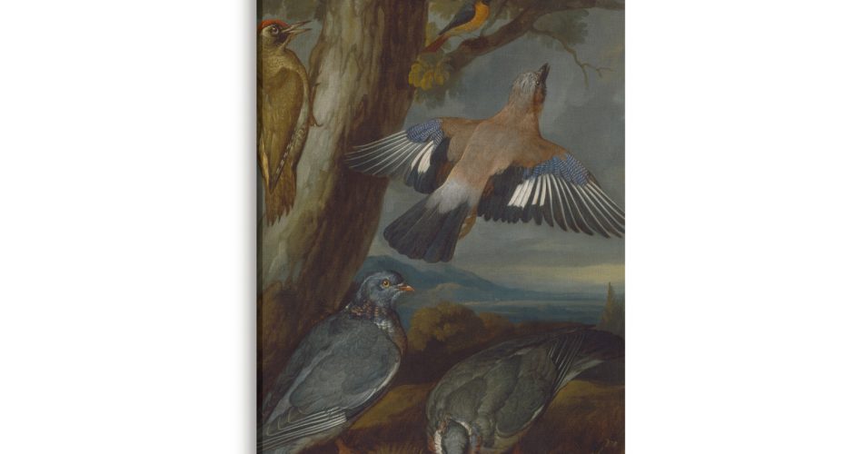 canvas - Francis Barlow - Jay, Green Woodpecker, Pigeons and Redstart